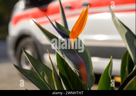 Strelitzia fleurit en hiver au soleil à Chypre 1 Banque D'Images