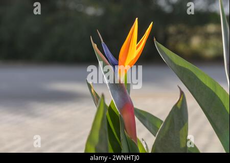 Strelitzia fleurit en hiver au soleil à Chypre Banque D'Images