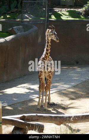 Los Angeles, Californie, USA 28 février 2024 Baby Maasai Giraffe, Masai Giraffe au Zoo DE LA le 28 février 2024 à Los Angeles, Californie, USA. Photo de Barry King/Alamy Stock photo Banque D'Images