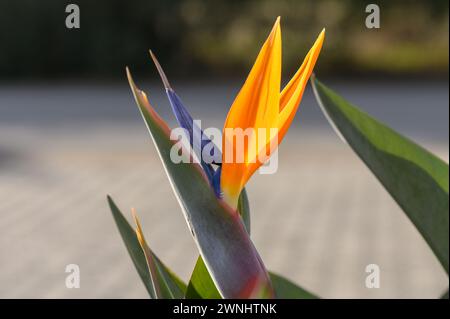 Strelitzia fleurit en hiver au soleil à Chypre 2 Banque D'Images