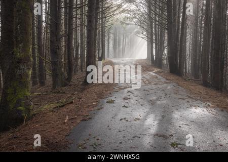 Un chemin forestier avec une route qui le traverse. La route est mouillée et boueuse. Les arbres sont grands et sans feuilles. Le ciel est nuageux et couvert Banque D'Images