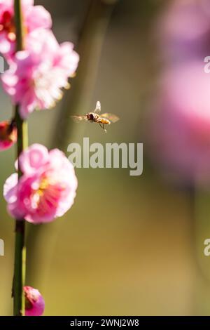 Hoverfly sur fleur de prune rose avec fond flou. Faible profondeur de champ. Banque D'Images