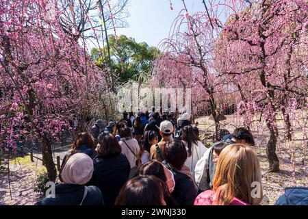 Kyoto, Japon - février 28 2024 : foule de gens au Jonangu Shrine Pleping Plum and Camellia Festival. Banque D'Images