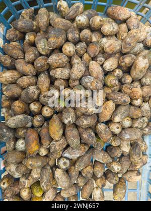 séchage au soleil des noix d'areca, des fruits du palmier d'areca, du palmier de noix d'areca ou du palmier de bétel, gros plan de fruits tropicaux et commercialement importants Banque D'Images