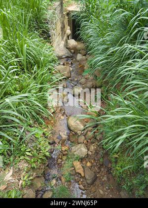 l'eau coulant dans un petit ruisseau à travers des rochers et des pierres, entouré de plantes vertes, foyer sélectif Banque D'Images