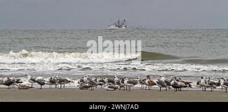 Les mouettes se prélassent sur le rivage de Kiawah Island, en Caroline du Sud, tandis qu'un bateau de crevettes passe par un jour nuageux. Banque D'Images