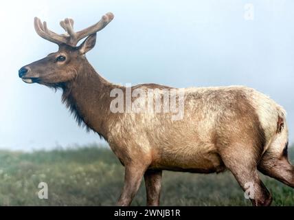 Tule Elk Buck à Tomales point, point Reyes National Seashore, Comté de Marin, Californie, États-Unis. Banque D'Images