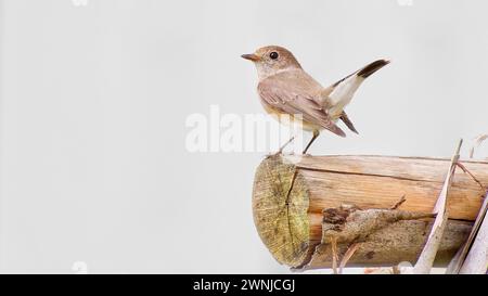 Taiga Flycatcher (Ficedula albicilla) oiseau perché sur une bûche coupée dans la forêt du sud de la Thaïlande Banque D'Images