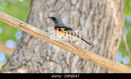 Oiseau minivet écarlate (Pericrocotus speciosus) perché dans un arbre dans le sud de la Thaïlande Banque D'Images