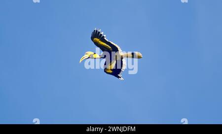 Grand Hornbill (Buceros bicornis) oiseau volant à travers le ciel bleu clair dans le parc national de Kaeng Krachan, Thaïlande Banque D'Images