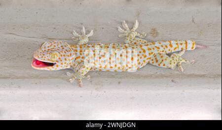 Lézard Tokay gecko (Gekko gecko) avec queue partielle manquante accrochée au mur et haletant par temps chaud dans le parc national de Kaeng Krachan, Thaïlande Banque D'Images