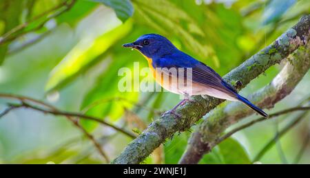 Oiseau catcheur bleu de colline (Cyornis whitei) perché sur branche à l'ombre dans le parc national de Kaeng Krachan, Thaïlande Banque D'Images