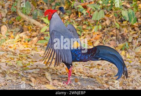 Mâle siamois Fireback (Lophura diardi) faisan oiseau national thaïlandais, sur un terrain feuillu dans la forêt de Diptérocarpe près de Chiang mai, Thaïlande Banque D'Images