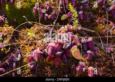 Pichets rouges de la plante de pichet d'Albany (Cephalotus follicularis) avec tiges florales émergentes, poussant en mousse dans un habitat naturel, Australie occidentale Banque D'Images