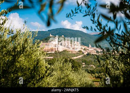 Vue à travers les rameaux d'oliviers de la ville historique d'assise avec la Basilique de préparées François sur les pentes du Monte Subasio, Ombrie, Italie Banque D'Images