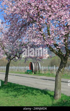 Amande arbre resp. Prunus dulcis dans la région viticole du Palatinat, Rhénanie-Palatinat, Allemagne Banque D'Images