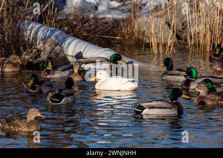 Canard colvert blanc leucistique ou drake nageant dans la baie de Töölönlahti par une journée ensoleillée d'hiver à Helsinki, Finlande Banque D'Images