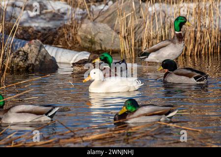 drake (Anas platyrhynchos) de colvert blanc leucistique nageant dans la baie de Töölönlahti avec d'autres canards sauvages lors d'une journée ensoleillée d'hiver à Helsinki, en Finlande Banque D'Images