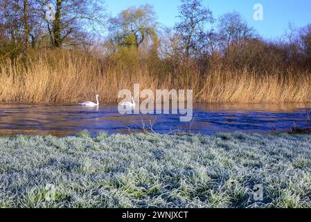 Avon Valley, Fordingbridge, Hampshire, Royaume-Uni, 3 mars 2024 : Météo. Fin d'hiver matin gel et brume. Les cygnes flottent au-delà des berges glacées. Banque D'Images