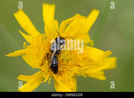 Abeille Shaggy (Panurgus calcaratus) Banque D'Images