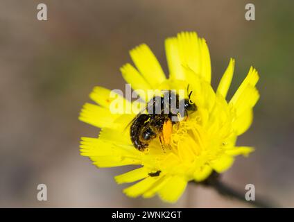 Abeille Shaggy (Panurgus calcaratus) Banque D'Images