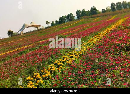 LAIBIN, CHINE - 2 MARS 2024 - des fleurs fleurissent au Manoir de Lavender dans la ville de Laibin, dans la région autonome du Guangxi Zhuang en Chine du Sud, 2 mars 2024. Banque D'Images