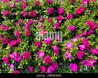 LAIBIN, CHINE - 2 MARS 2024 - des fleurs fleurissent au Manoir de Lavender dans la ville de Laibin, dans la région autonome du Guangxi Zhuang en Chine du Sud, 2 mars 2024. Banque D'Images