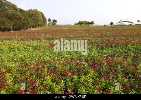 LAIBIN, CHINE - 2 MARS 2024 - des fleurs fleurissent au Manoir de Lavender dans la ville de Laibin, dans la région autonome du Guangxi Zhuang en Chine du Sud, 2 mars 2024. Banque D'Images