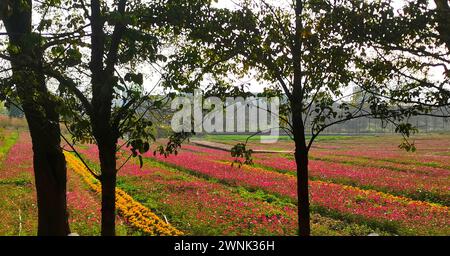 LAIBIN, CHINE - 2 MARS 2024 - des fleurs fleurissent au Manoir de Lavender dans la ville de Laibin, dans la région autonome du Guangxi Zhuang en Chine du Sud, 2 mars 2024. Banque D'Images