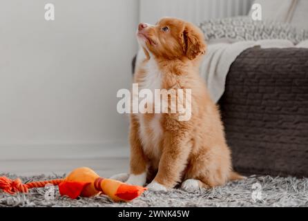 Toller Puppy est assis avec Bright Toy Duck dans la chambre, Retriever Toller de la Nouvelle-Écosse Banque D'Images