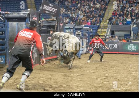 Bridgeport, États-Unis. 02 mars 2024. BRIDGEPORT, CONNECTICUT - 2 MARS : Travis Wimberley chevauche Parrot Head lors de l'événement Professional Bull Riders (PBR) Pendleton Whisky Velocity Tour au total Mortgage Arena le 2 mars 2024 à Bridgeport, Connecticut. (Photo de Ron Adar/SOPA images/SIPA USA) crédit : SIPA USA/Alamy Live News Banque D'Images