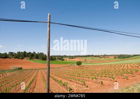 Vignoble et poteau lumineux. Cuenca, Castilla la Mancha, Espagne. Banque D'Images