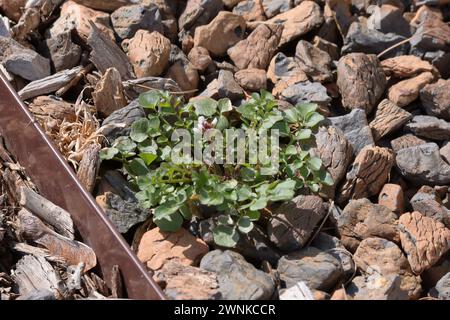 Mauvaises herbes poussant dans les pierres de patio. Dans ce cas, ces mauvaises herbes poussent au milieu de l'hiver dans le midwest américain Banque D'Images