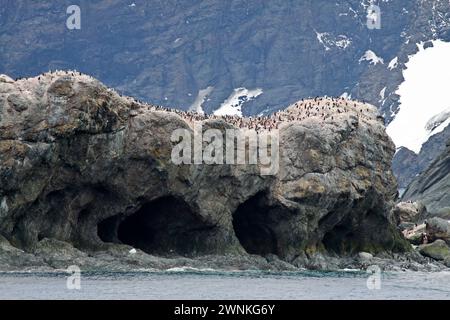 Colonie de pingouins Chinstrap, Elephant Island, South Orkneys Banque D'Images