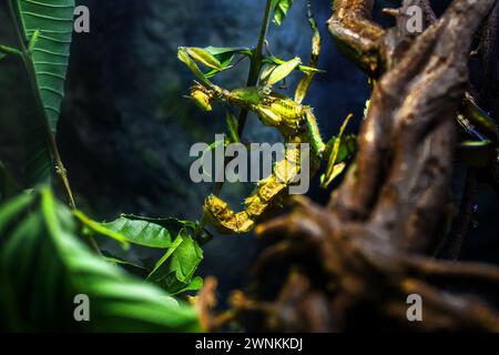 Insecte géant (Extatosoma tiaratum) ou spectre de Macleay Banque D'Images