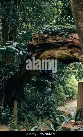 Arche d'arbre dans le jardin botanique. Chemin en forêt, nature estivale, feuilles vertes. Nature Banque D'Images