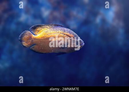 Oscar de cuivre (Astronotus ocellatus) - poisson d'eau douce Banque D'Images