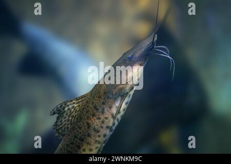 Poisson-chat Jundiara (Pseudoplatystoma sp x Leiarius marmoratus) - poisson d'eau douce hybride Banque D'Images
