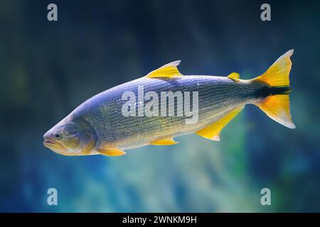 Dorado (Salminus brasiliensis) - poissons d'eau douce Banque D'Images