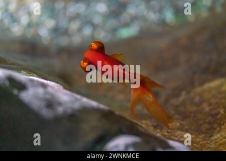 Télescope Goldfish (Carassius auratus) - poisson d'eau douce Banque D'Images