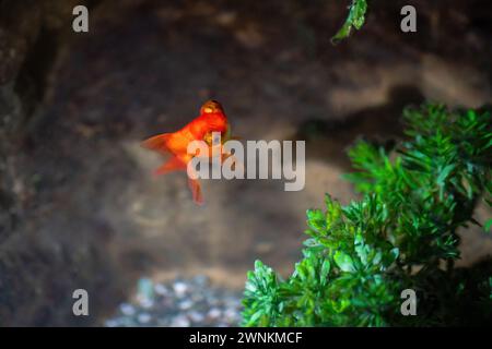 Télescope Goldfish (Carassius auratus) - poisson d'eau douce Banque D'Images