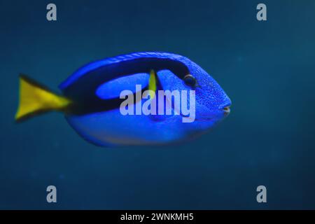 Tang bleu royal (Paracanthurus hepatus) - poisson marin Banque D'Images