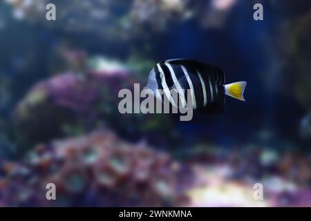 Sailfin Tang (Zebrasoma velifer) - poisson marin Banque D'Images