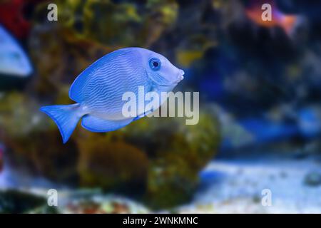 Poisson-chirurgien Tang bleu (Acanthurus coeruleus) - poisson marin Banque D'Images