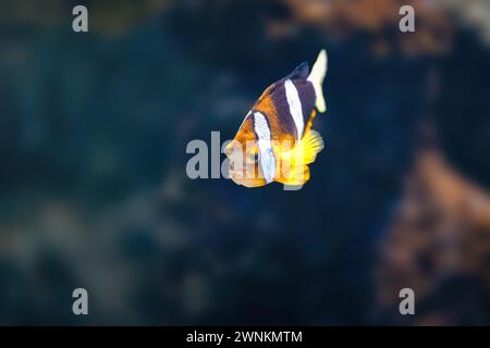 Anemonefish de Clark (Amphiprion clarkii) ou poisson-clowtail jaune - poisson marin Banque D'Images