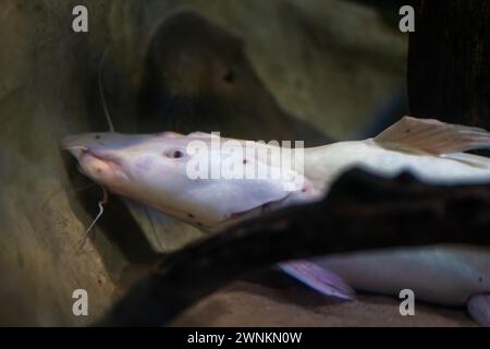 Poisson-chat sorubim ponctué leucistique (Pseudoplatystoma corruscans) - poisson d'eau douce Banque D'Images