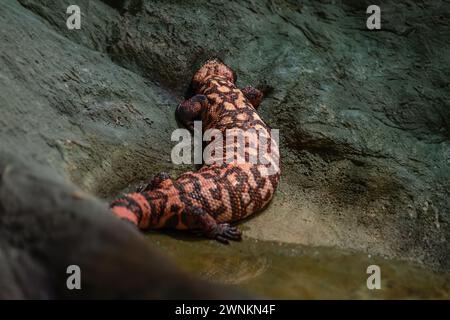 Gila Monster (Heloderma suspectum) - lézard venimeux Banque D'Images