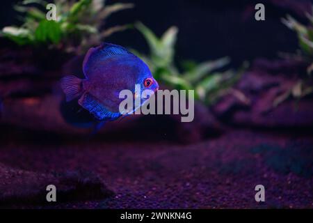 Discus bleu (Symphysodon aequifasciatus) - poissons d'eau douce Banque D'Images