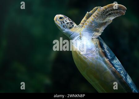 Tortue de mer verte (Chelonia mydas) sous l'eau Banque D'Images