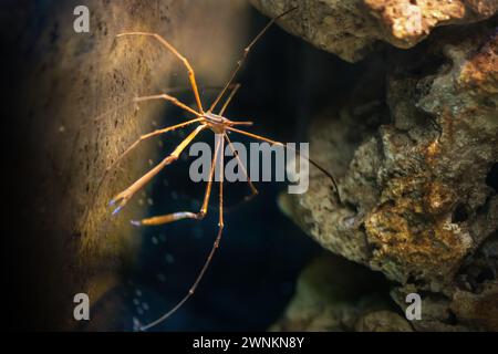 Crabe fléché du Yellowline (Stenorhynchus seticornis) Banque D'Images